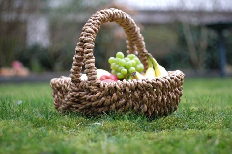 A picnic basket in a grassy field with grapes and bananas inside